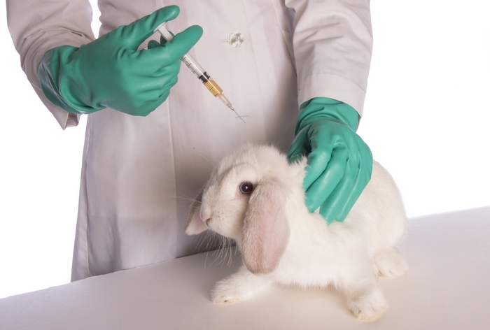 Лечение кроликов